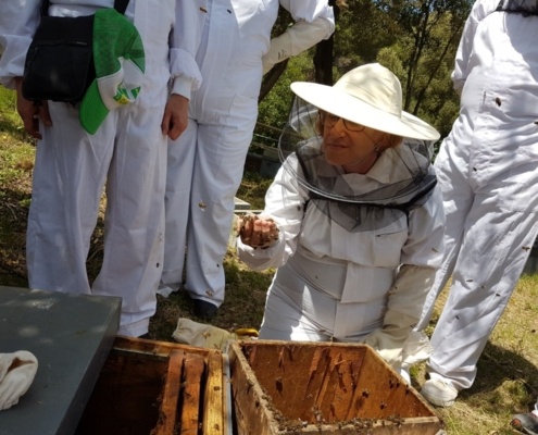 CAN PARCALA - TALLER D'APICULTURA