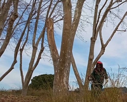 Servei de jardineria a Mataró i el Maresme