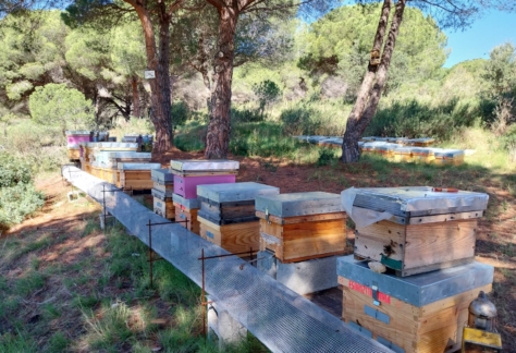 ruscos_can parcala_fundacio el maresme